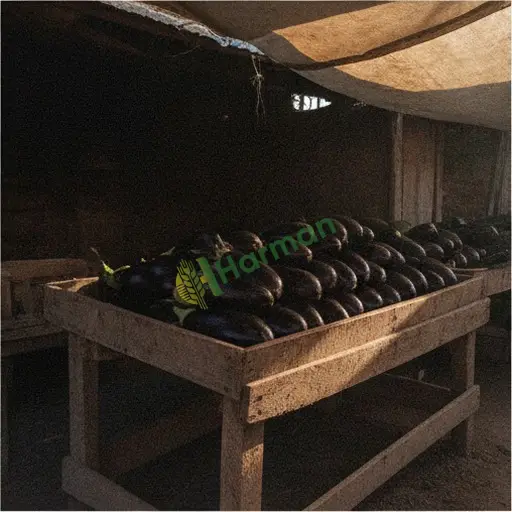 Erzincan Kemer'de patlıcan alıyorum