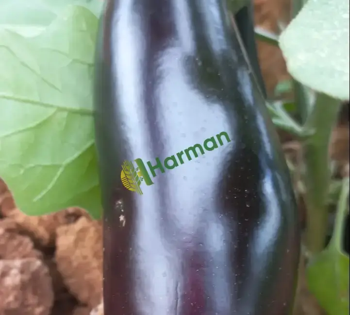 Patlıcan
