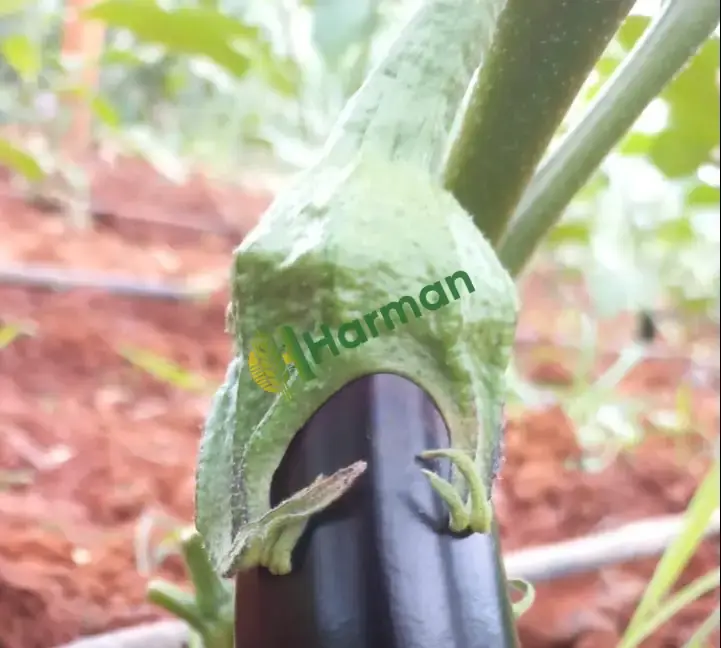 Patlıcan