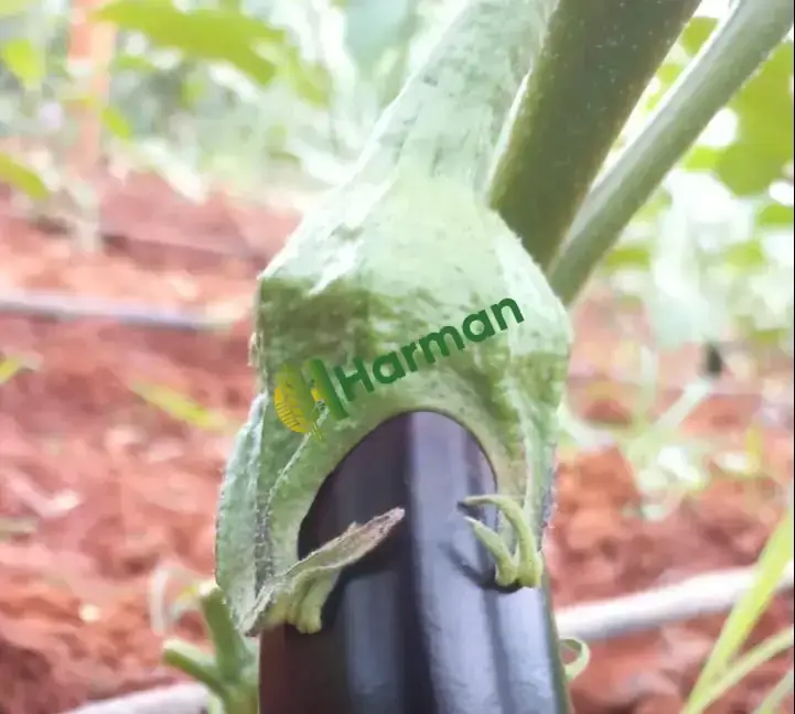 Patlıcan