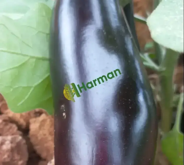 Patlıcan