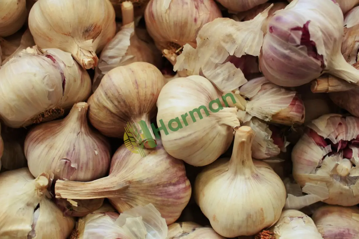 Pazarlıkla tonajlı kışlık kuru sarımsak alınır - Karaman Kazımkarabekir
