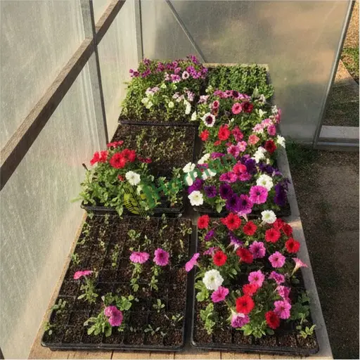 Giresun Tirebolu petunya fidesi arıyorum