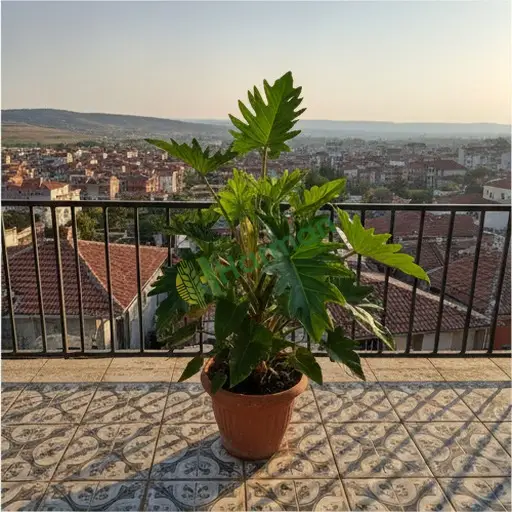 İstanbul Bağcılar Philodendron Alınır