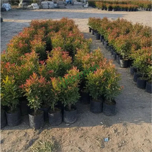 Osmaniye Sumbas'ta photinia alıyorum