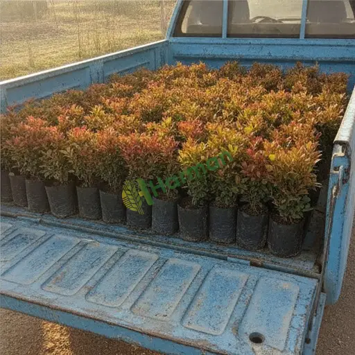Burdur Yeşilova Photinia fidanı alıcısıyım