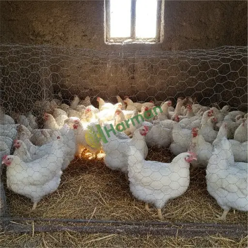 Kahramanmaraş Onikişubat piliç besi alıcısıyım