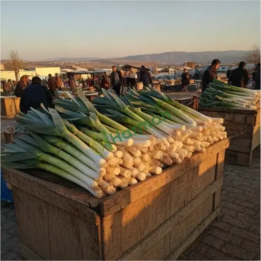 Gaziantep Araban'da pırasa alıyorum