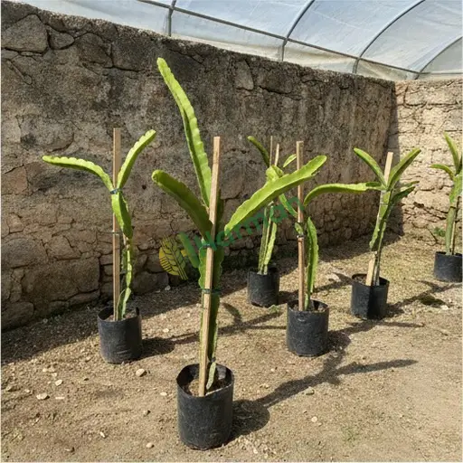 Pitaya fidanı alıyorum - Kahramanmaraş Elbistan
