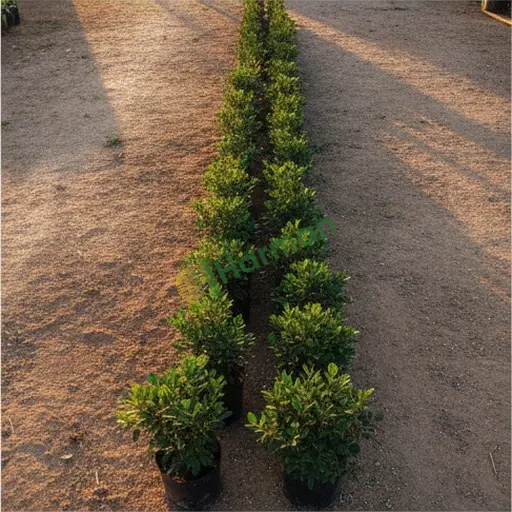 Tekirdağ Kapaklı'da çitlik pittosporum lazım