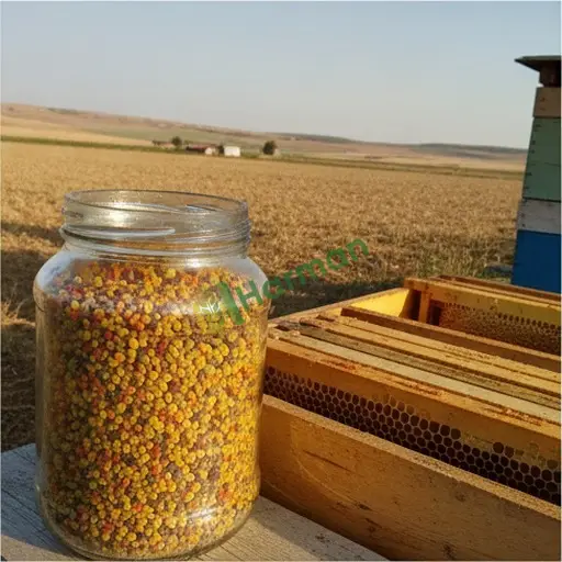 Karabük Ovacık'ta Polen Aranıyor