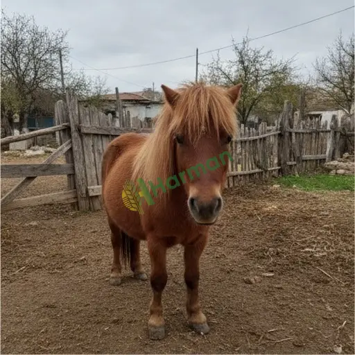 Burdur Kemer'de pony aranıyor