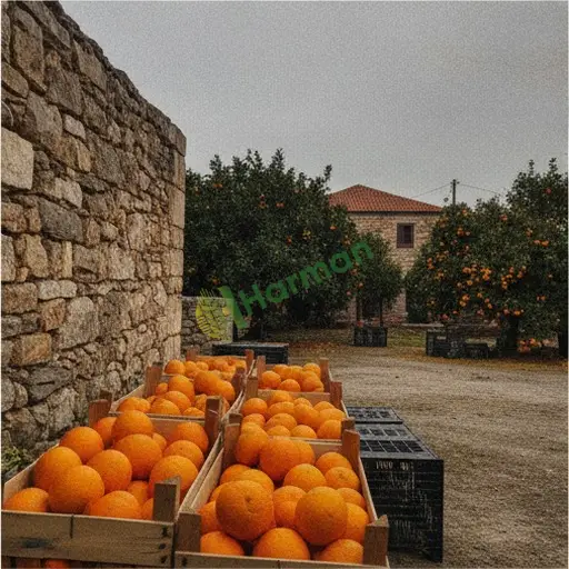 Aranan Portakal - Kilis Musabeyli
