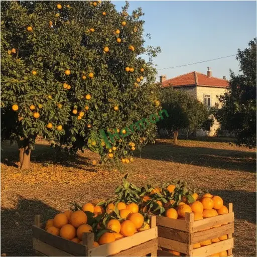 Kocaeli Başiskele'de Aranan Portakal