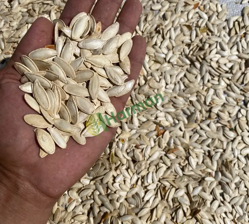 Portakal cinsi kabak çekirdeği