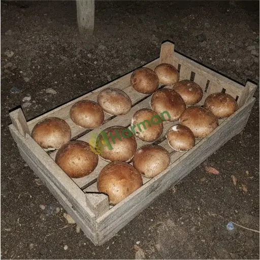 Niğde Ulukışla · Aranan Portobello Mantarı