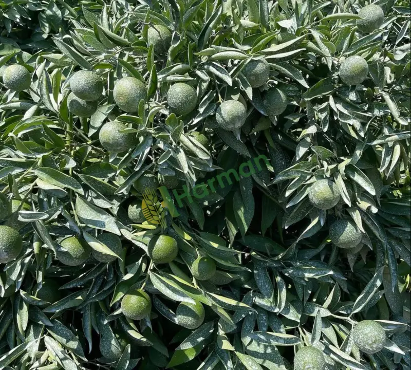 Primasol Mandalina Dörtyol