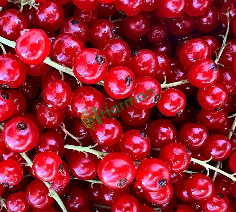 Reçel ve marmelat fabrikasına toptan frenk üzümü alınacaktır - Isparta Merkez