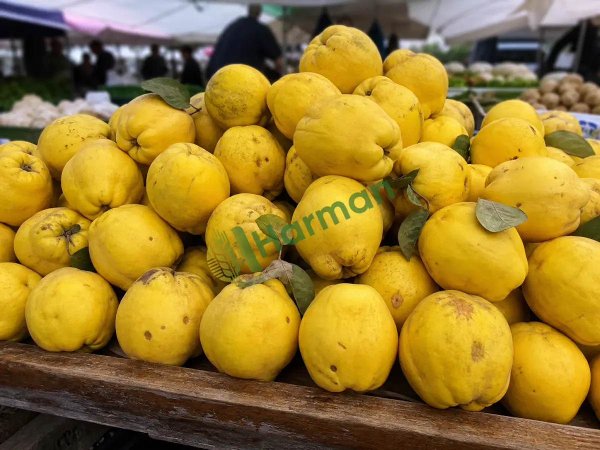 Reçellik ayva istiyorum