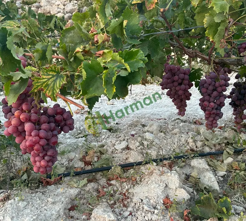 Red globe üzüm