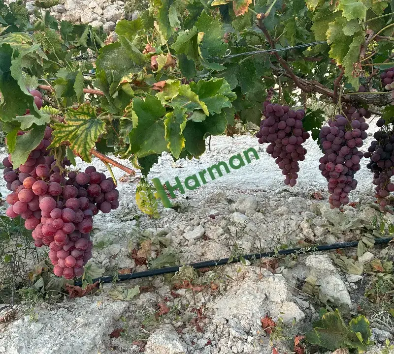 Red globe üzüm