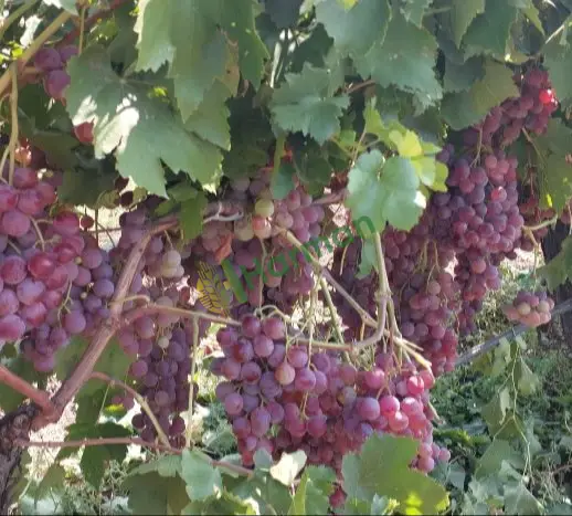 Frenk Üzümü hal fiyatı