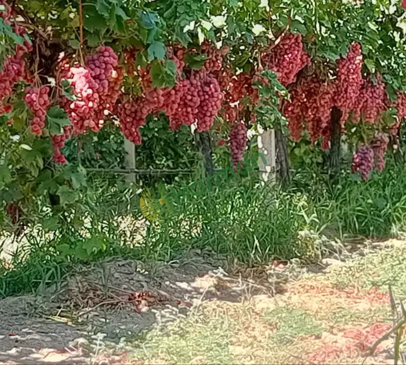 Redglobe üzüm manisa alaşehir