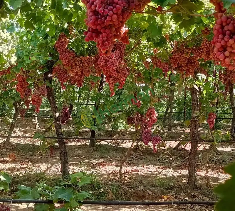 Redglobe üzüm manisa alaşehir