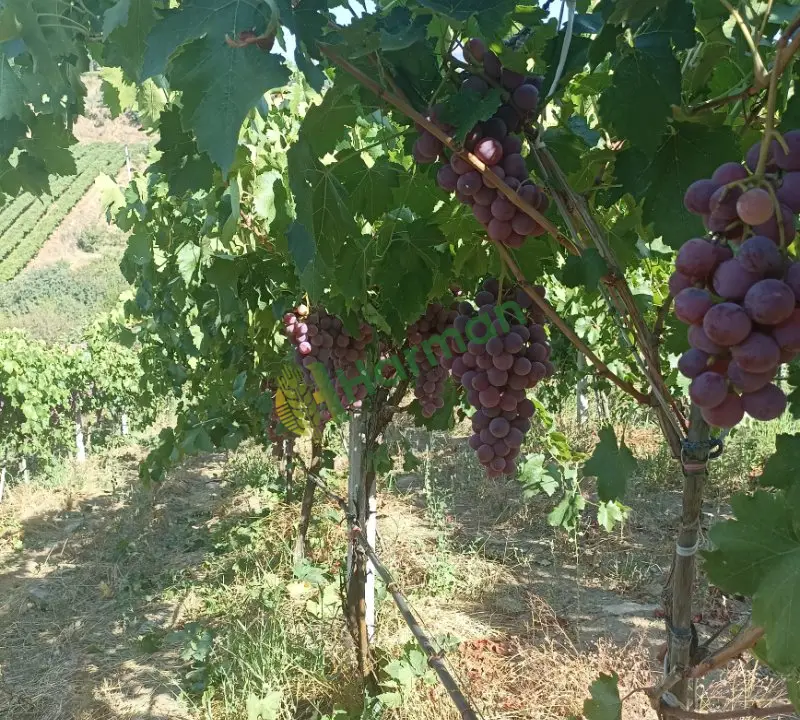 Redglop üzüm A kalite