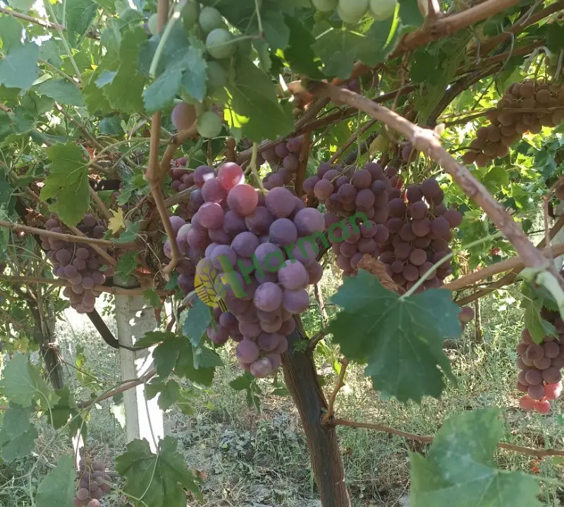 Redglop üzüm A kalite