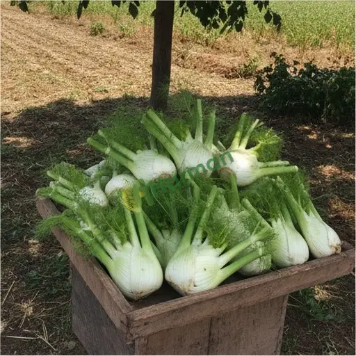 Kilis Musabeyli'de Aranan Rezene