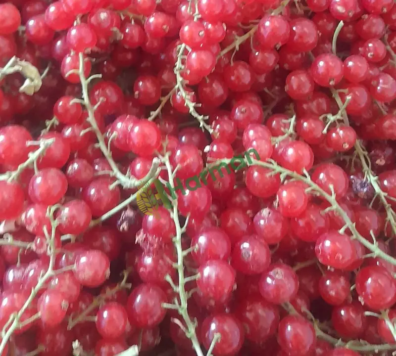 Ribes cins Konya Bozkır