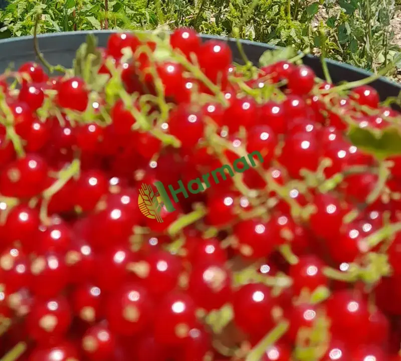 Ribes cins Konya Bozkır