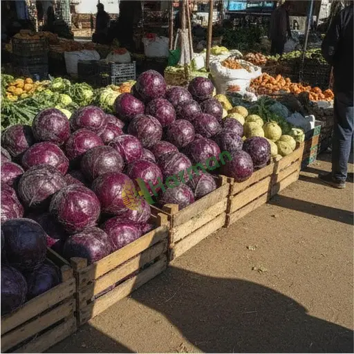 Rize Pazar'da kırmızı lahana alanı