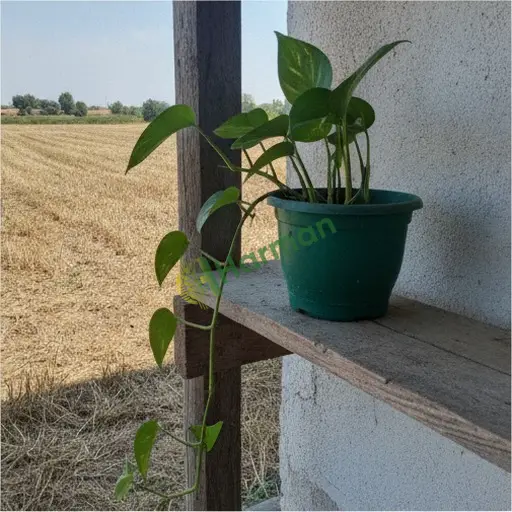 Rize Fındıklı'dan Pothos Fidesi Satılık