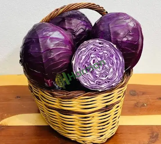 Rondale cinsi Mor lahana 5000 adet