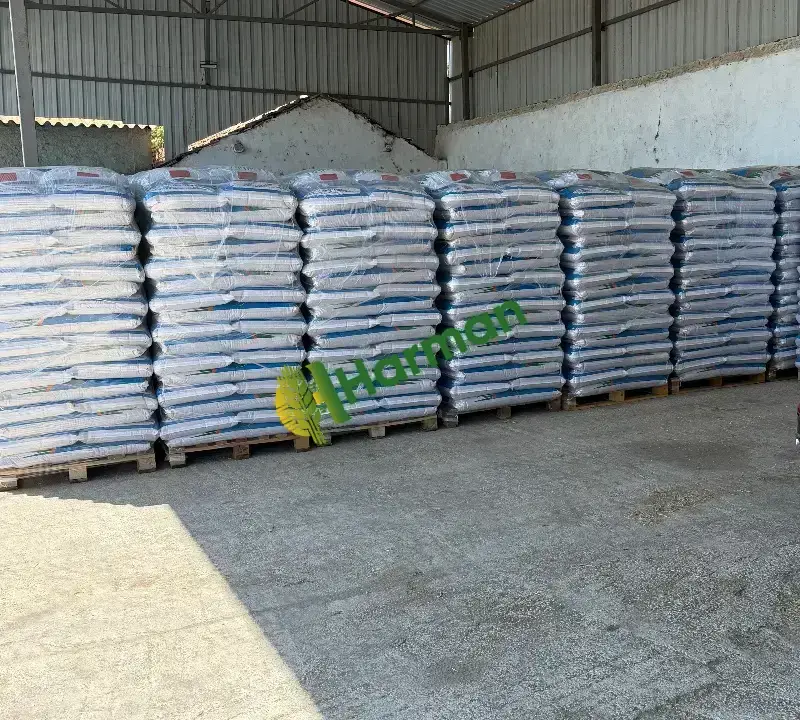 Ryegrass çim tohumu sütotu reygrass