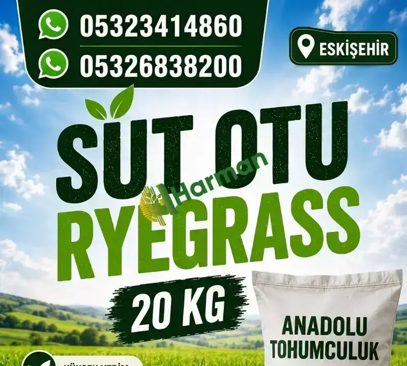 Ryegrass çim tohumu sütotu reygrass
