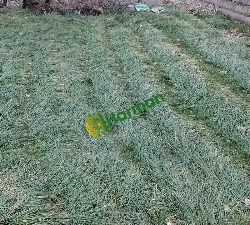Safran