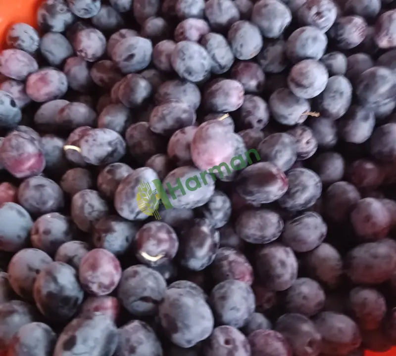Sağlık siyah zeytin
