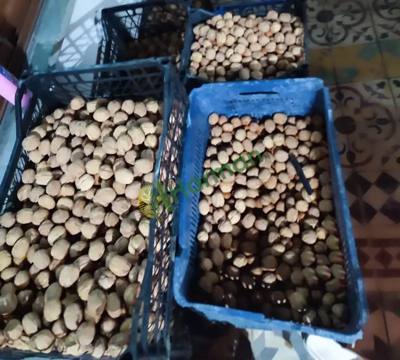 Sahibinden 1 ton yeni toplanmış taze yaş ceviz