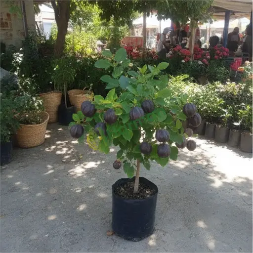 Sakarya Pamukova'da jatropha arıyorum