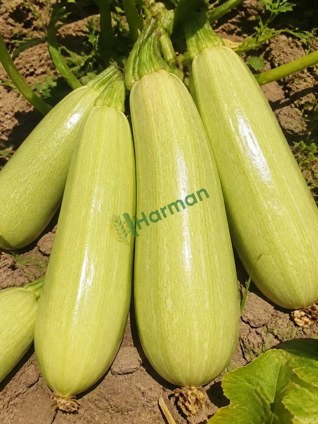 Kabak Taze hal fiyatı