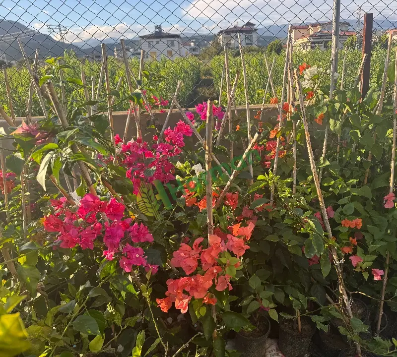 Saksılı çeşitli renklerde begonvil