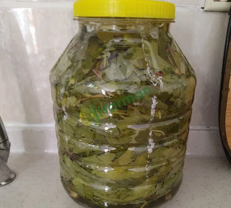 Salamura asma yaprağı