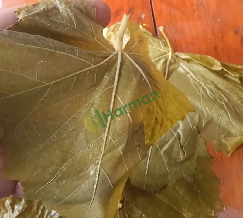 YAPRAK hal fiyatı