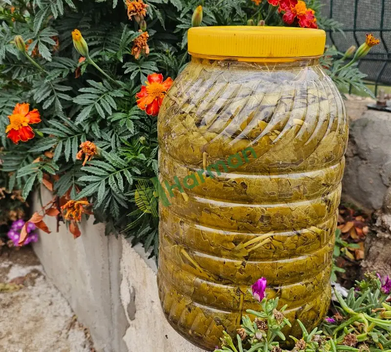 Salamura üzüm yaprağı