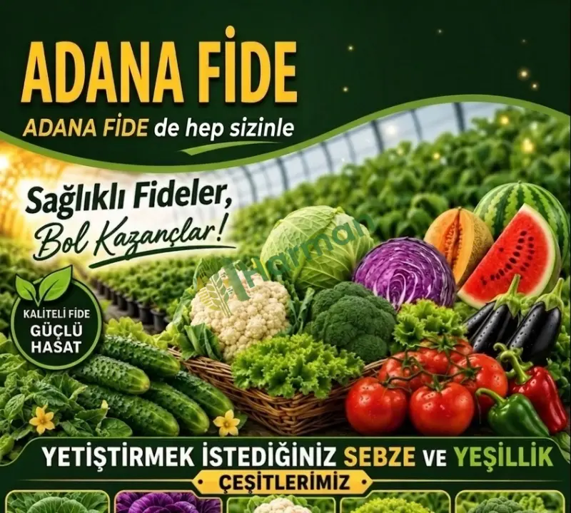 SALATALIK FİDESİ