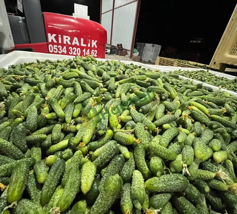 Salatalık hal fiyatı