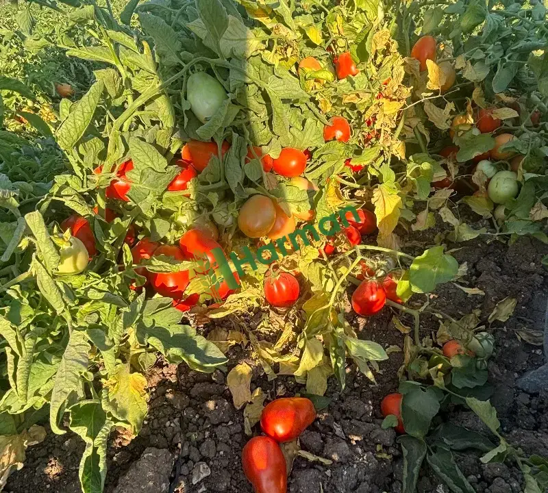 Salçalık domates